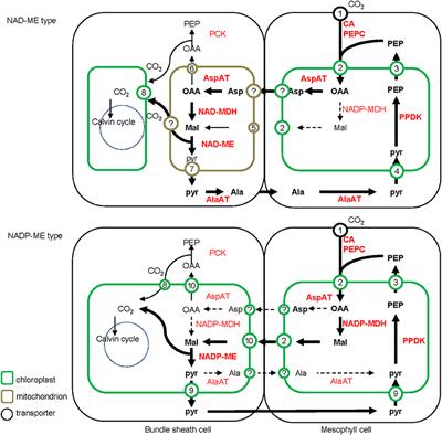 Corrigendum: The Differences between NAD-ME and NADP-ME Subtypes of C4 Photosynthesis: More than Decarboxylating Enzymes